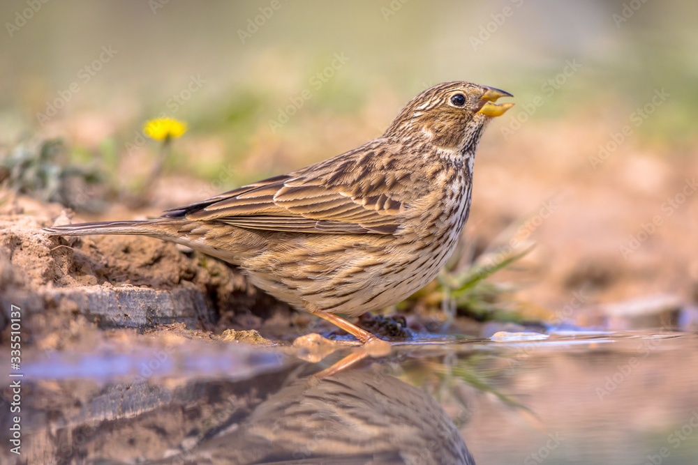 Corn bunting drinking Corn bunting drinking
