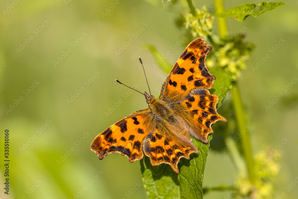 Comma butterfly Comma butterfly