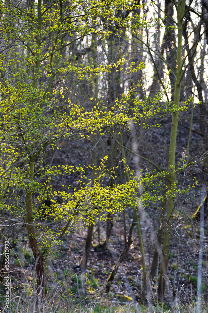 Obraz premium Sonne scheint durch Blätter im Frühling hellgrün durch