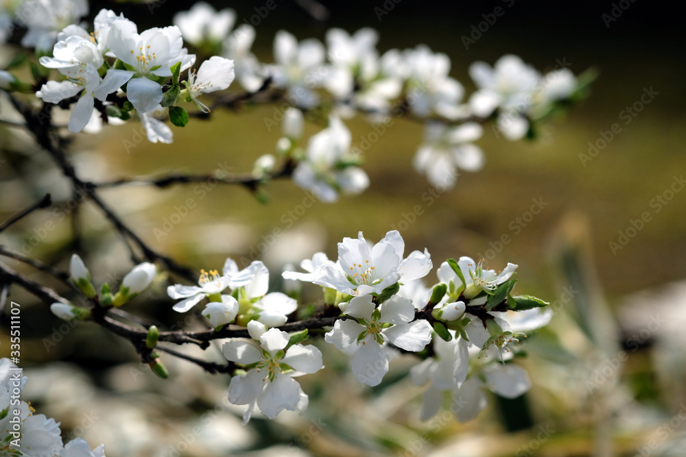 春の東京小石川後楽園で咲く 白い可愛い花のユスラウメ 山桜桃梅 Stock Photo Adobe Stock