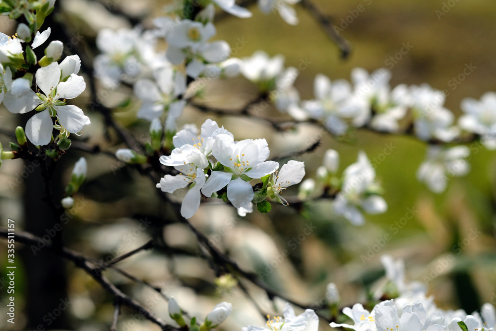 春の東京小石川後楽園で咲く　白い可愛い花のユスラウメ（山桜桃梅）