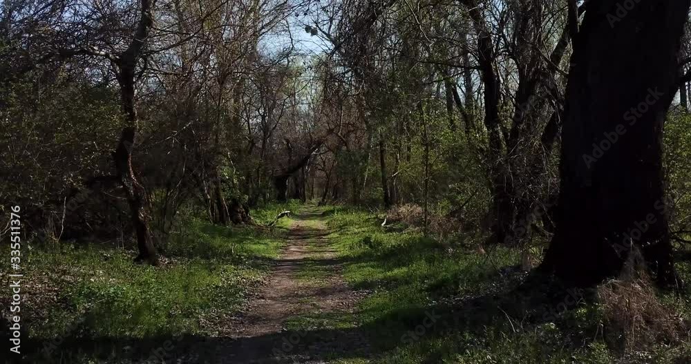Hiking in the early spting forest, drone point of view Hiking in the early spting forest, drone point of view
