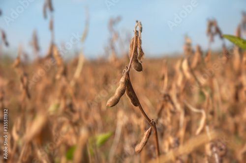 Ripe soybean pods on a stalk in a soybean field at harvest time. Soybean plant in the sun. Selective focus.