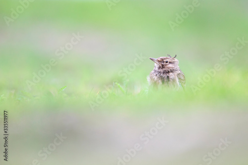 Lateral view of a Crested Lark resting in a city centre of The Netherlands. selected focus in a urban area with a green background