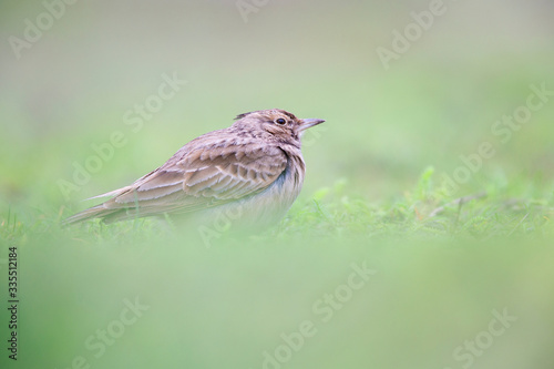 Lateral view of a Crested Lark resting in a city centre of The Netherlands. selected focus in a urban area with a green background