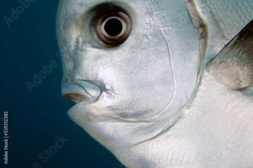 Close-up of a Golden Batfish (Platax boersii, Boers Batfish). Dampier Strait, Raja Ampat, Indonesia photo