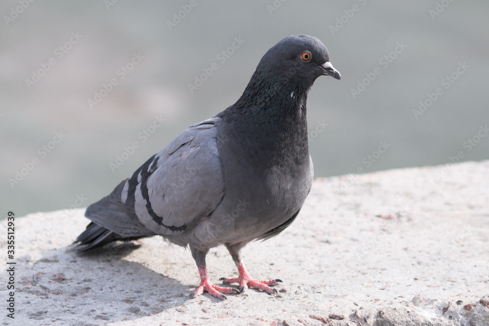 pigeon on the ground pigeon on the ground