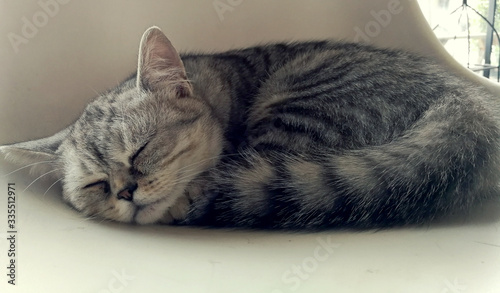 Cat relaxing on the couch in colorful blur background, cute funny cat close up, elaxing cat, cat resting, cat playing at home