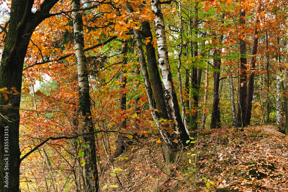 Obraz premium Las jesienią