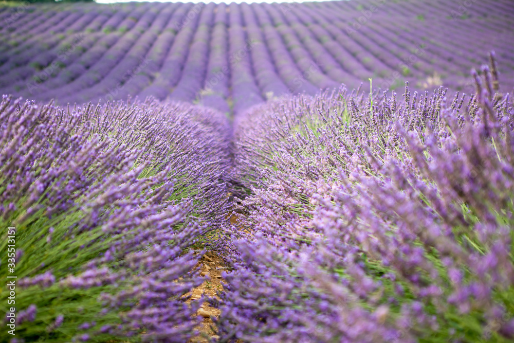 Naklejka premium lavender field provence france