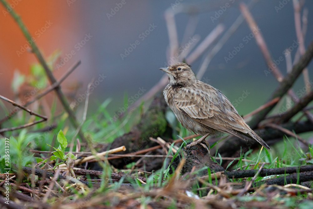 Lateral view of a Crested Lark resting in a city centre of The Netherlands. In a urban area with a colourful background Lateral view of a Crested Lark resting in a city centre of The Netherlands. In a urban area with a colourful background
