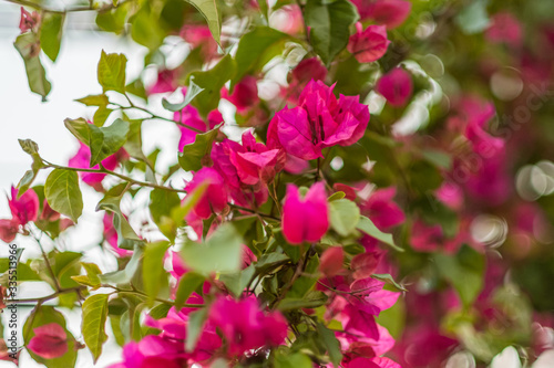 Pink bougainvillea with blurred bokeh background