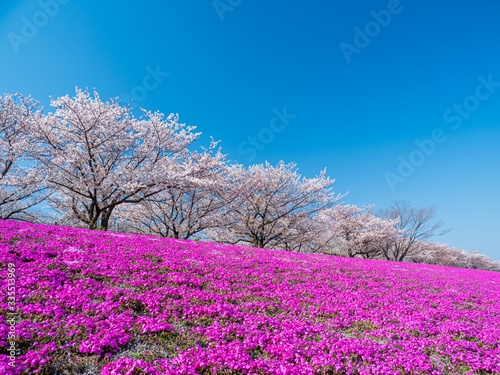 青空と堤防の桜の花とサクラソウ