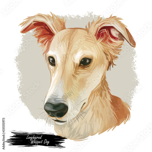 Longhaired Whippet Dog isolated digital art illustration. Hand drawn beige puppy portrait, americandog breed, muscular doggy with ears down, beige canine . Whippet pet animal muzzle portrait.