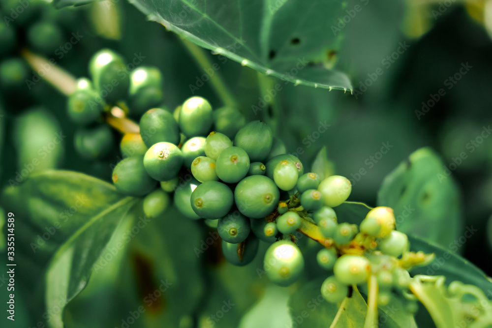 Colombia. Armenia. Coffee Plantation. Sprig with green grains of coffee in sunny weather Colombia. Armenia. Coffee Plantation. Sprig with green grains of coffee in sunny weather