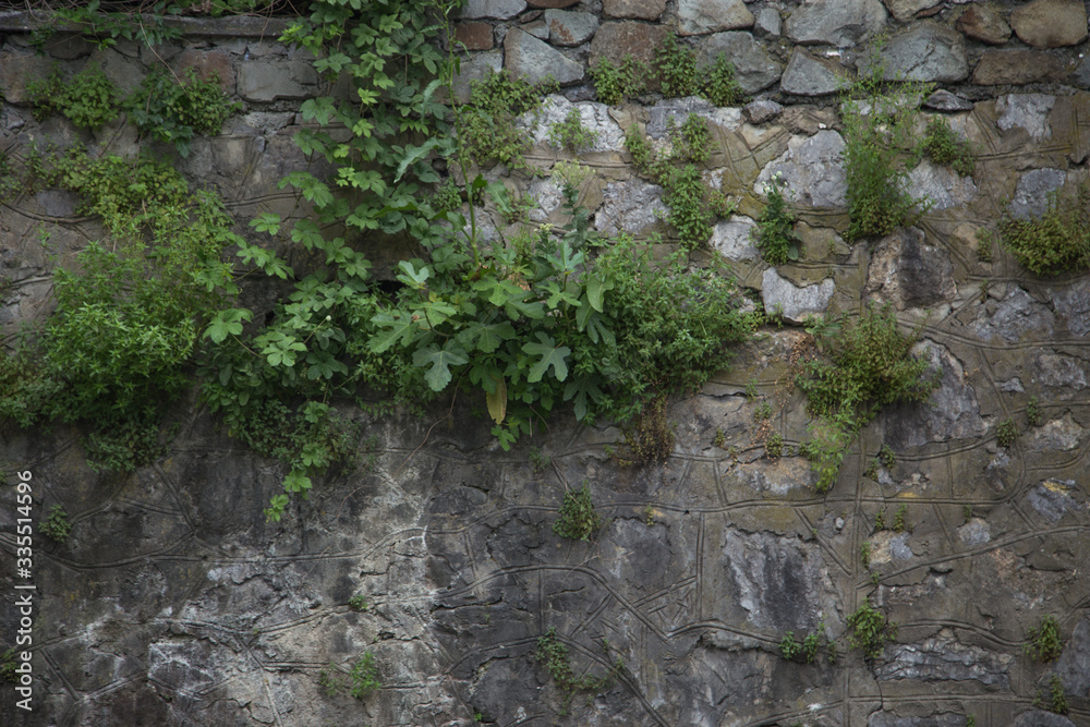 old stone is covered with greenery old stone is covered with greenery