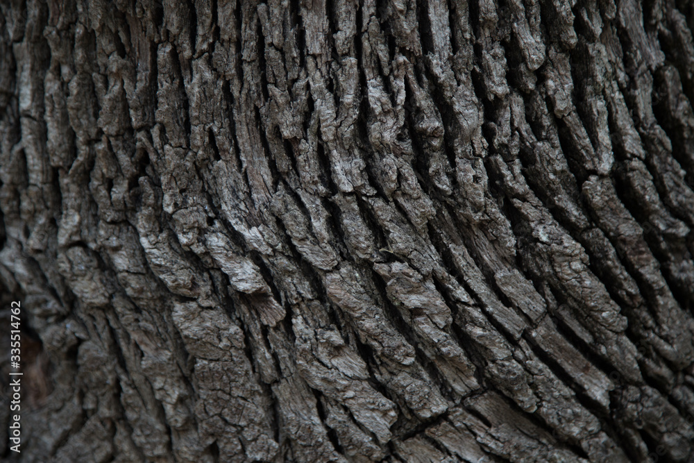 large longitudinal stripes on the bark of a centenary tree large longitudinal stripes on the bark of a centenary tree