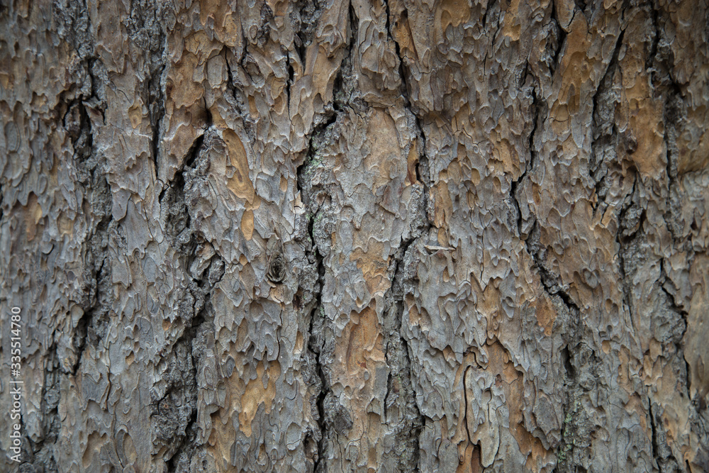 large longitudinal stripes on the bark of a centenary tree large longitudinal stripes on the bark of a centenary tree