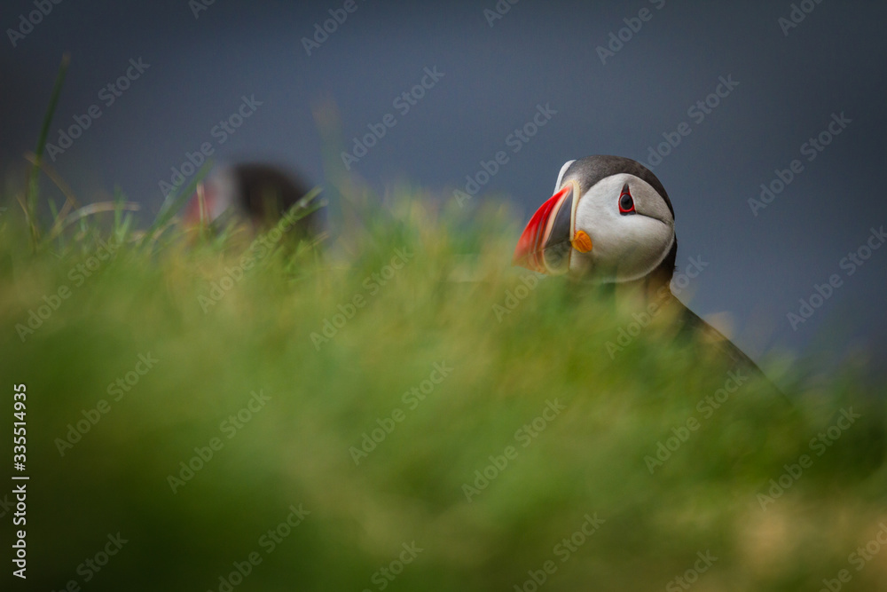 Papageientauer (Fratercula arctica) in Island Papageientauer (Fratercula arctica) in Island