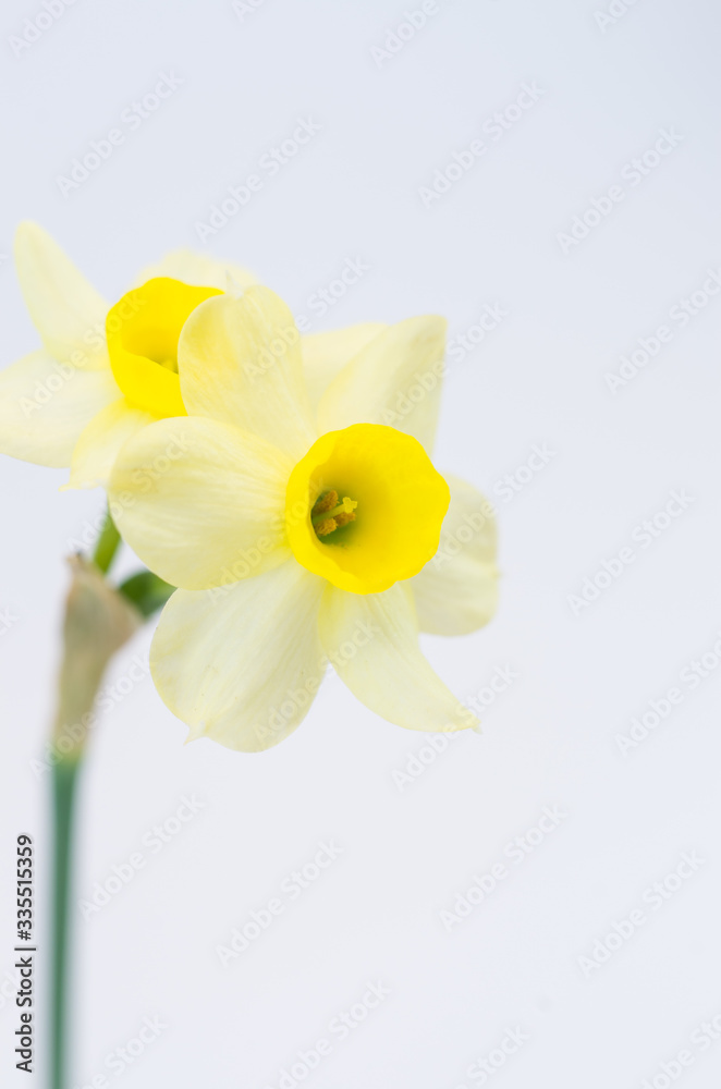 yellow daffodil in bloom still life yellow daffodil in bloom still life