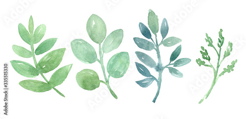 Watercolor set of herbal branch. Hand drawn illustration isolated on white background. Green botanical collection.