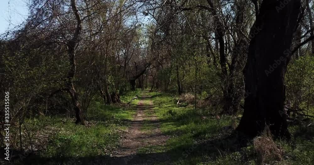 Hiking in the early spting forest, drone point of view Hiking in the early spting forest, drone point of view