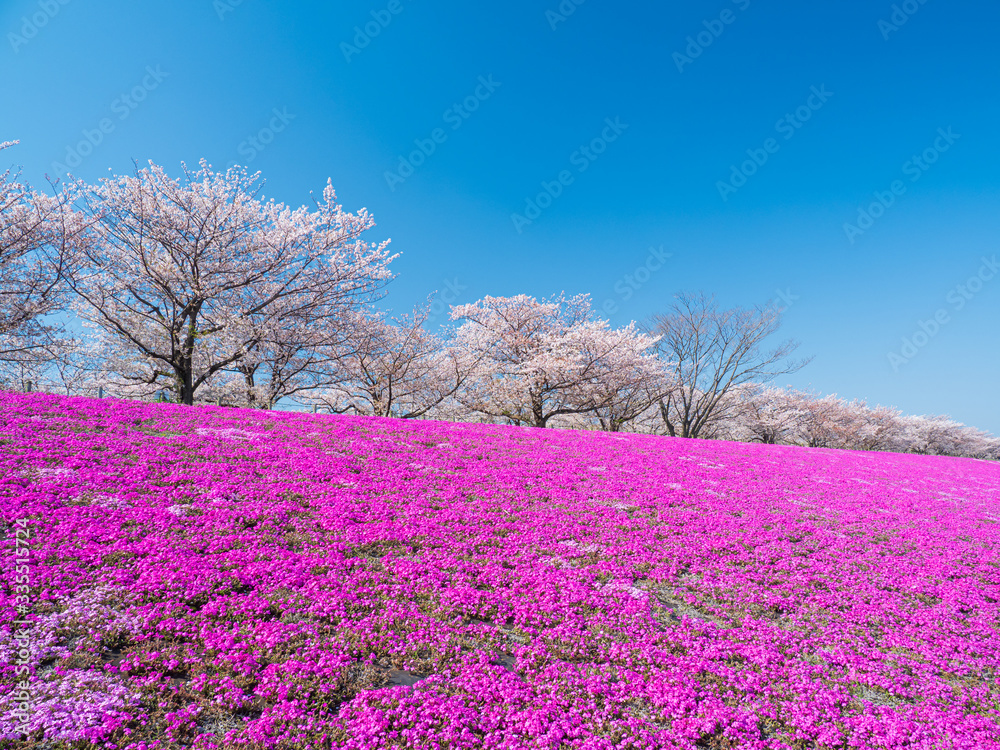 Fototapeta 青空と堤防の桜の花とサクラソウ