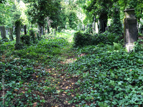Fototapeta Naklejka Na Ścianę i Meble -  Ancient Gothic cemetery covered in green ivy