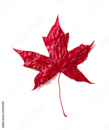 5-blade red maple leaf on a white background