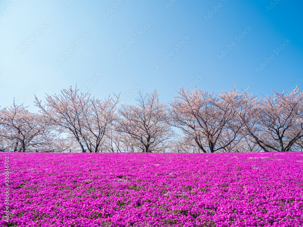 Naklejka premium 青空と堤防の桜の花とサクラソウ