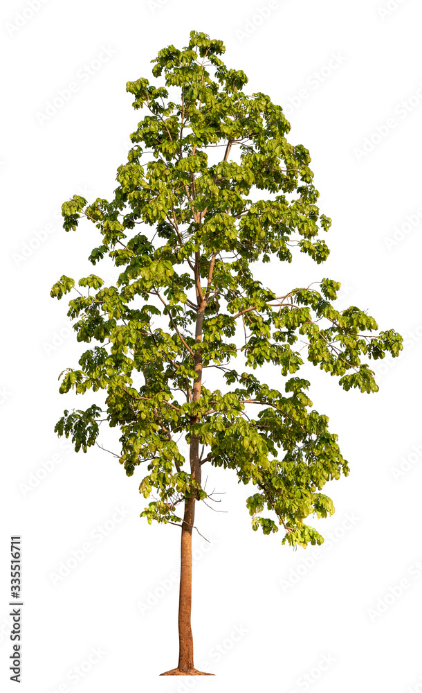 Fototapeta premium Tree isolated on a white background