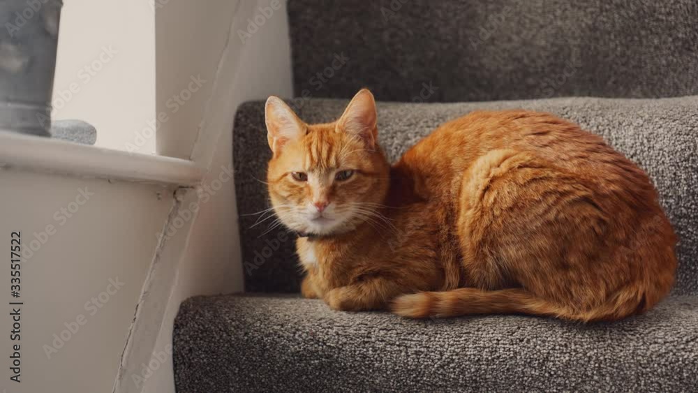 A beautiful ginger tabby tom cat sat on the staircase near a window then gets up and runs downstairs
