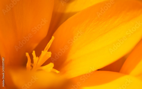 Abstract floral background, yellow crocus flowers. Macro flowers backdrop for holiday brand design