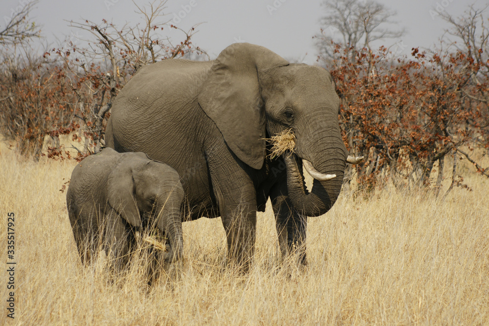 Elephants in a Safari Nature Reserve Africa