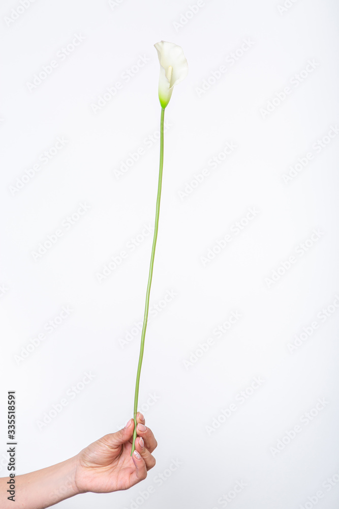 white calla flower in hand on a white background white calla flower in hand on a white background