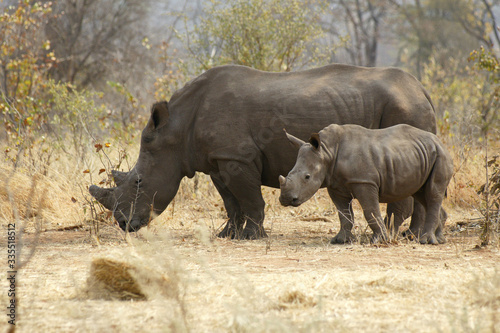 Rhino and calf in Zanbia