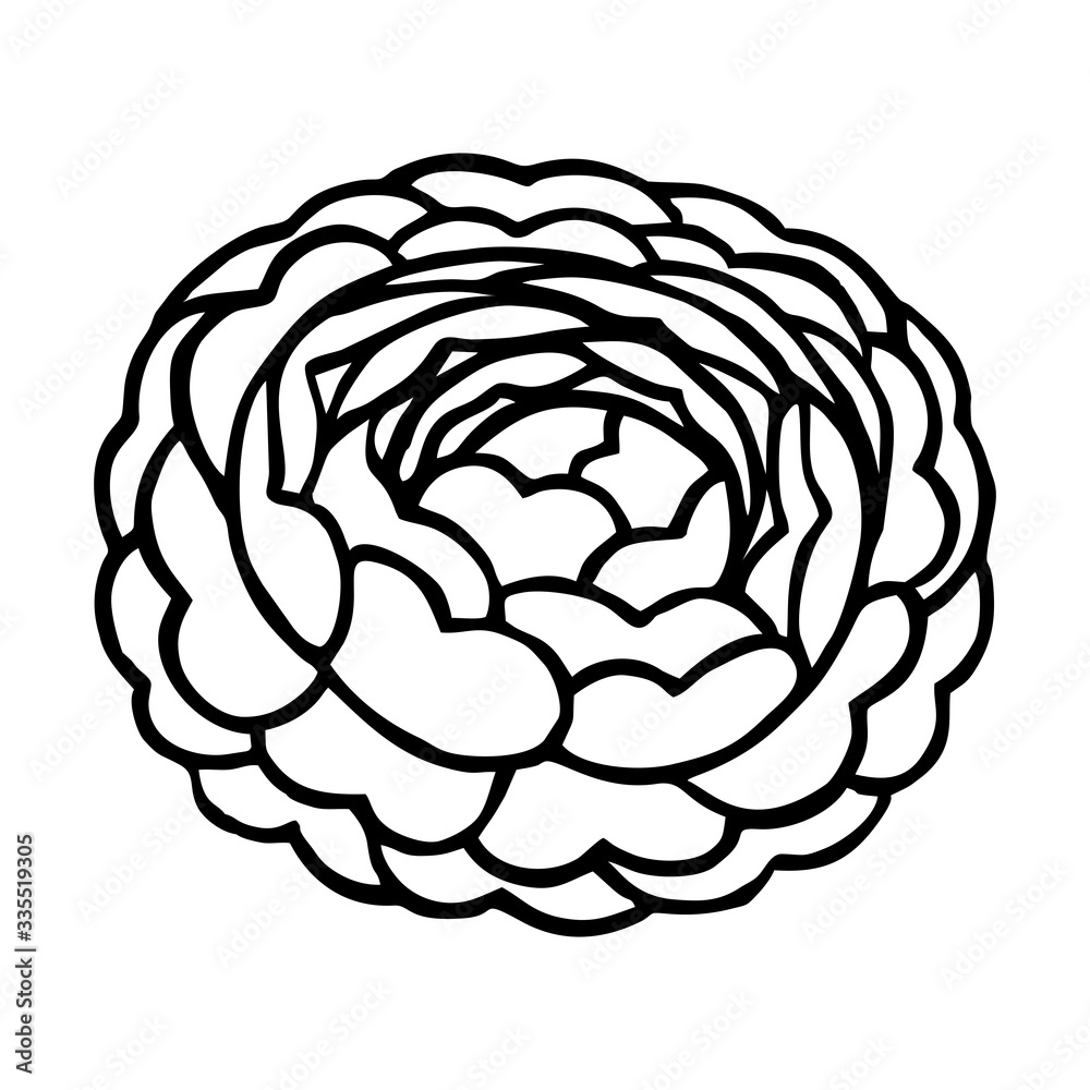 BLOOMING CAMELLIA IN THE VECTOR BLOOMING CAMELLIA IN THE VECTOR