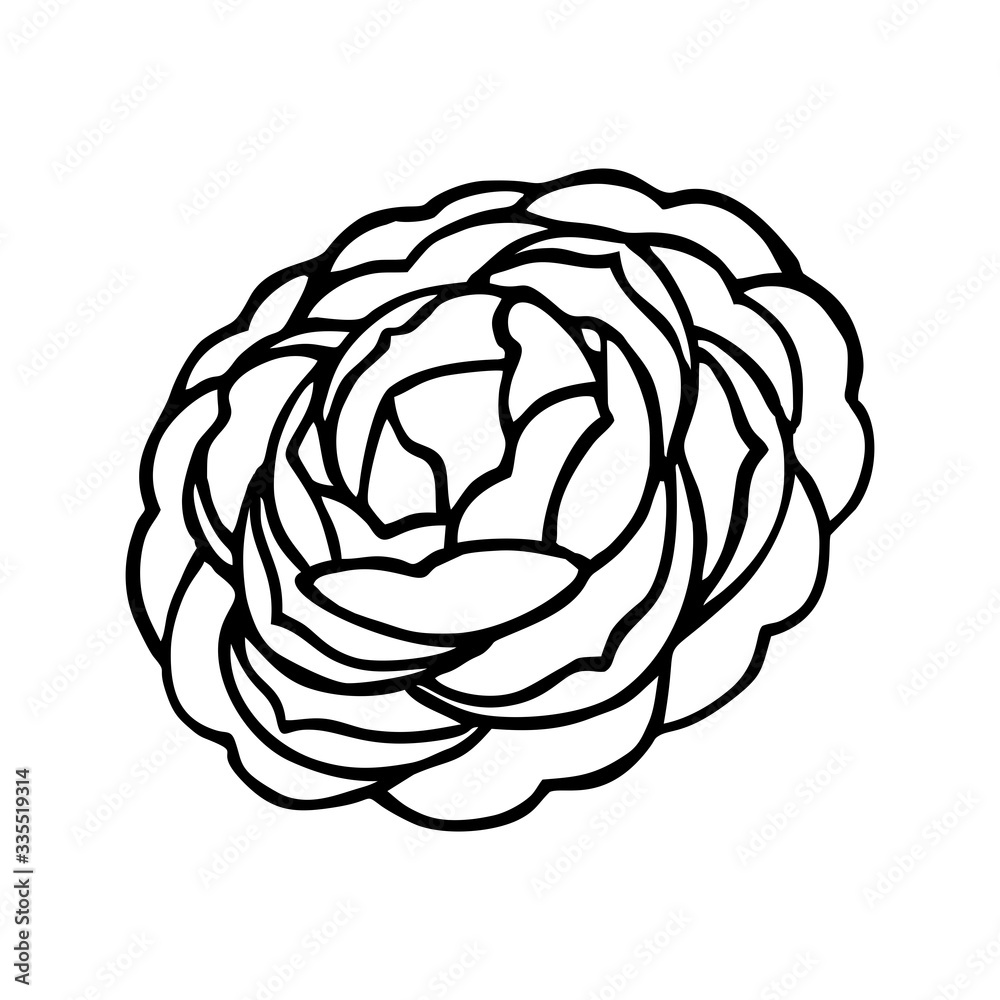 BLOOMING CAMELLIA IN THE VECTOR BLOOMING CAMELLIA IN THE VECTOR