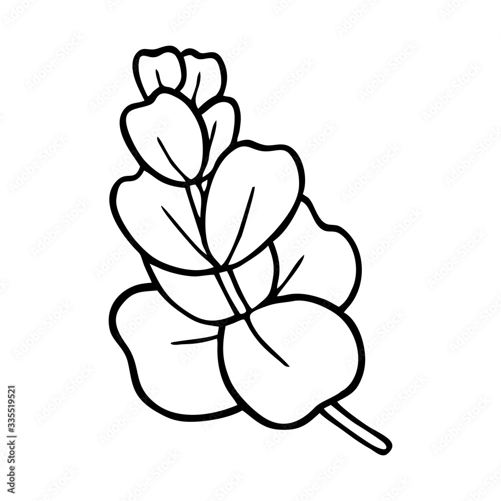 Obraz premium EUCALYPTUS IN THE VECTOR