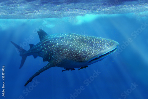 whale shark in the sea of philippines  photo