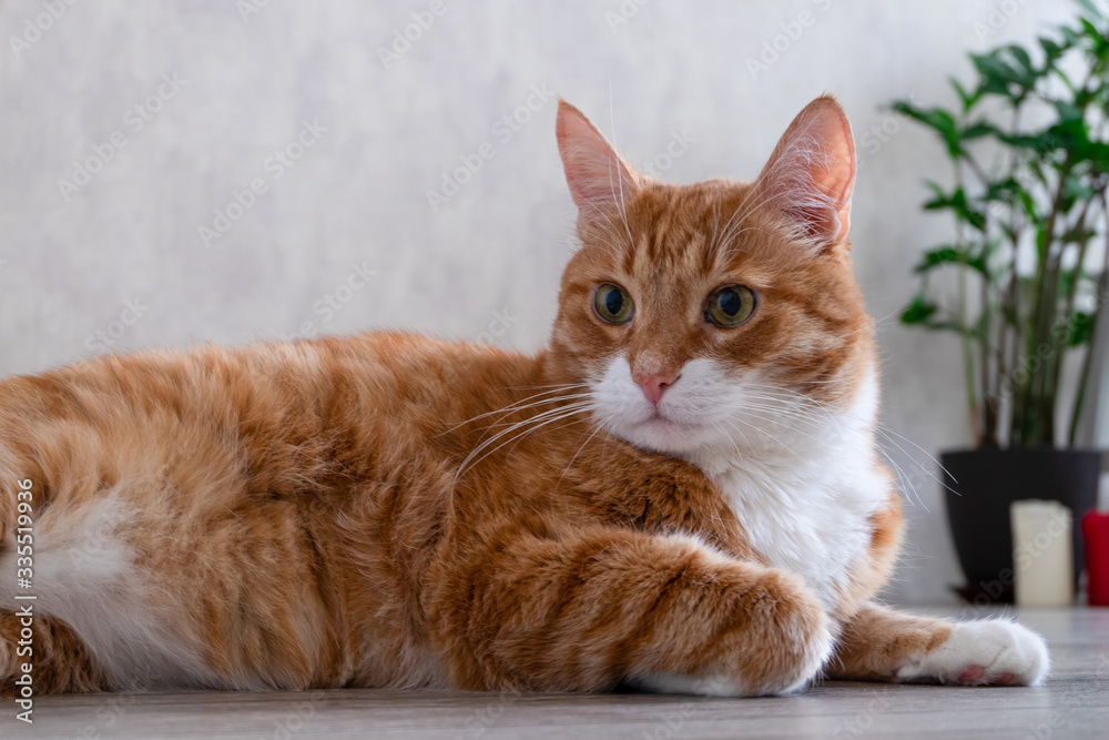 Sad red-haired house cat lies on the floor of a natural tree in a living room in the apartment and looks to the side. Horizontal orientation, blurred background, skill focus.