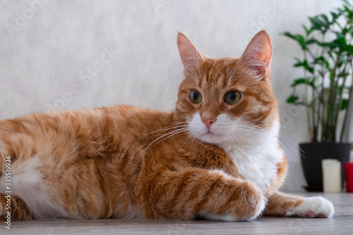 Sad red-haired house cat lies on the floor of a natural tree in a living room in the apartment and looks to the side. Horizontal orientation, blurred background, skill focus.