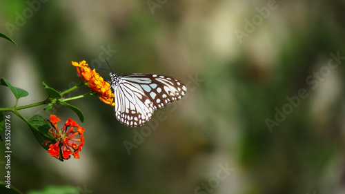 Butterfly on bright flowers © Saurabh's camera