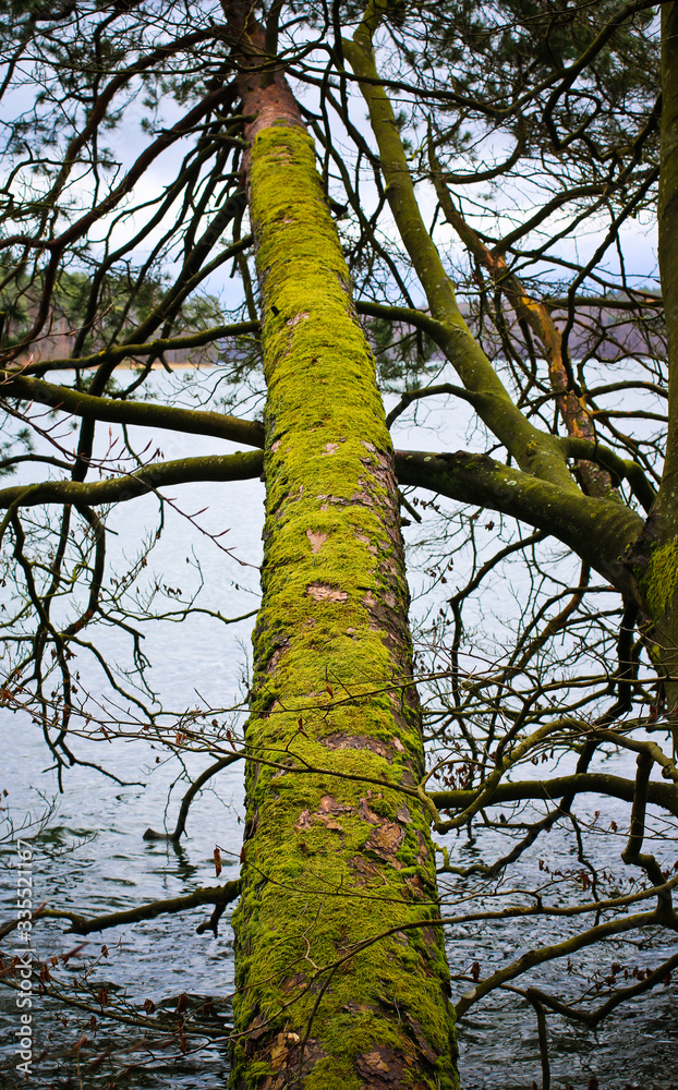 Fototapeta premium fallen tree with moss in water cloudy weather