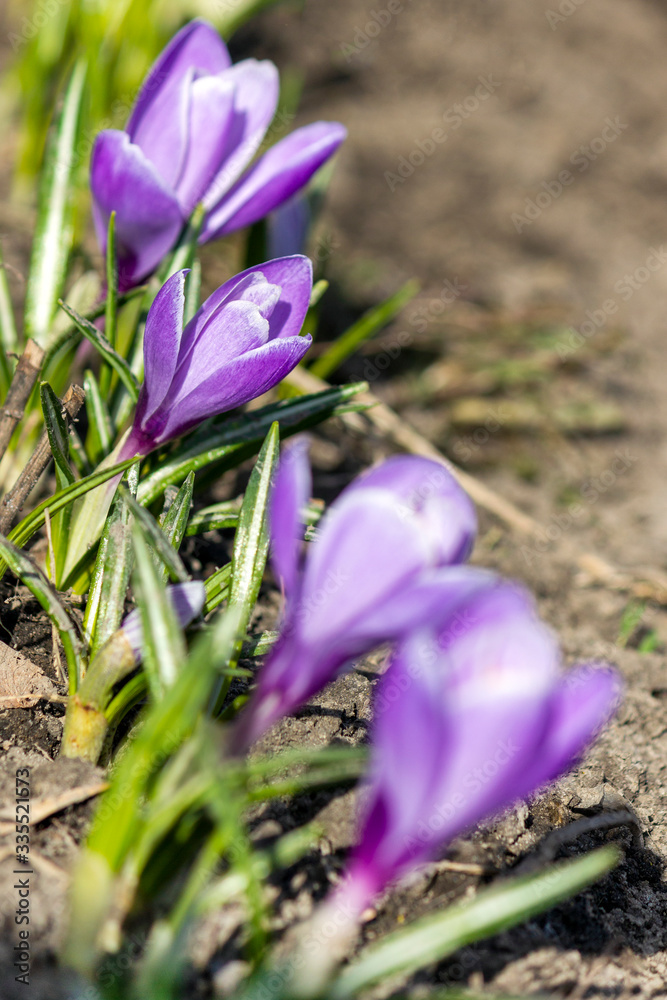 Fresh early purple crocuses blooming in the garden. Vertical photo of first spring flowers Fresh early purple crocuses blooming in the garden. Vertical photo of first spring flowers