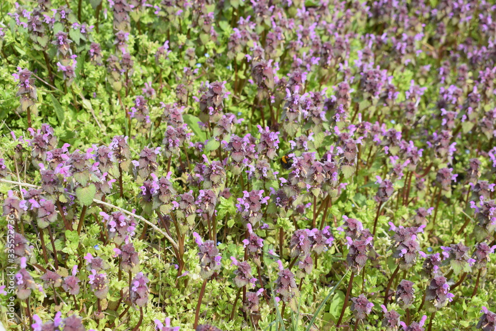 A whole meadow of blooming field grass.