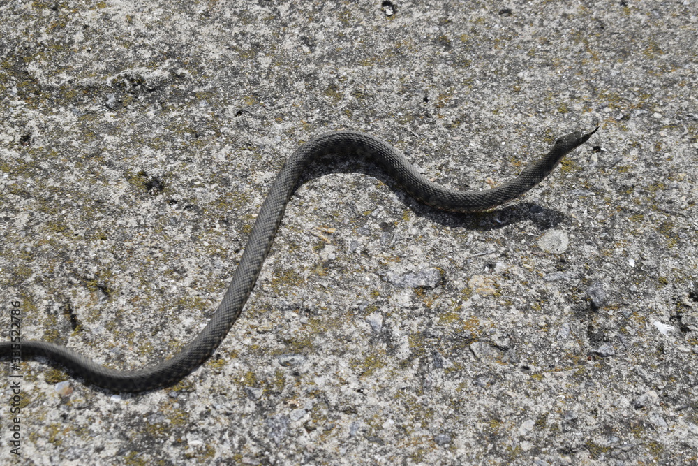 A small gray snake crawls on a concrete slab.