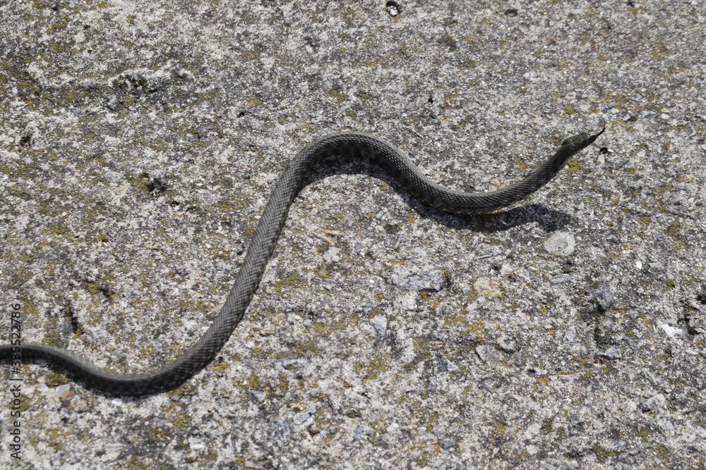 A small gray snake crawls on a concrete slab. A small gray snake crawls on a concrete slab.
