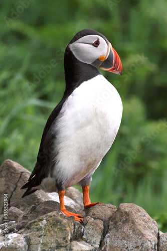 Atlantic Puffin, Fratercula arctica, Standing Proud On A Rock Looking Out To Sea. Taken on Skomer Island UK
