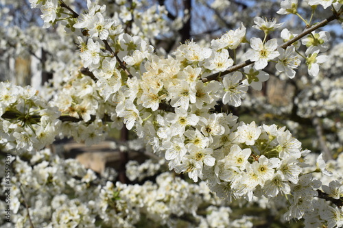 Ornate flowering branches of fruit tree. © Milya